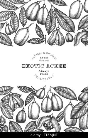 Handgezeichnetes Akkee-Banner im Sketch-Stil. Vektor-Illustration für Bio-frische Lebensmittel. Retro exotische Früchte Design Vorlage. Botanischen Hintergrund im eingravierten Stil. Stock Vektor