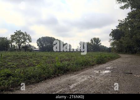 Unbefestigter Pfad mit Pfützen neben einem Feld und umgeben von Bäumen an einem bewölkten Tag in der italienischen Landschaft Stockfoto