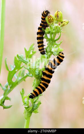 Die Zinnober-Motte (Tyria jacobaeae) zwei Raupen, die sich an Ragkraut Eccles-on-Sea ernähren, Norfolk, Vereinigtes Königreich. Juli Stockfoto