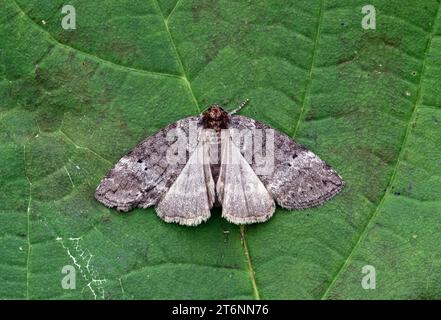 Gemeine Lutestring-Motte (Ochropacha duplaris), ausgewachsen auf einem Blatt mit offenen Flügeln Eccles-on-Sea, Norfolk, UK. Juni Stockfoto