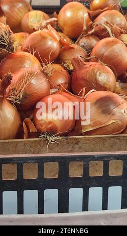 Zwiebelgemüse in einem Lebensmittelgeschäft Stockfoto