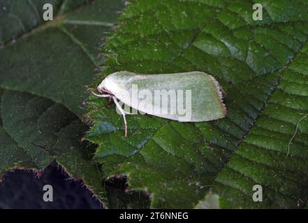 Creme-umrandete Grüne Erbse (Earias clorana) in Ruhe auf Bromble Leaf Eccles-on-Sea, Norfolk, Vereinigtes Königreich. Juli Stockfoto