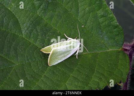 Creme-umrandete Grüne Erbse (Earias clorana) in Ruhe auf Bromble Leaf Eccles-on-Sea, Norfolk, Vereinigtes Königreich. Juli Stockfoto