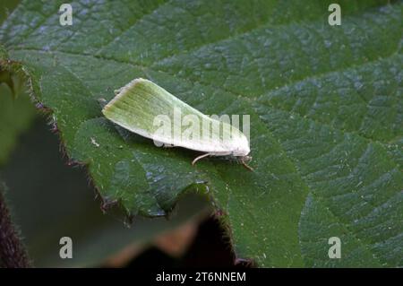 Creme-umrandete Grüne Erbse (Earias clorana) in Ruhe auf Bromble Leaf Eccles-on-Sea, Norfolk, Vereinigtes Königreich. Juli Stockfoto