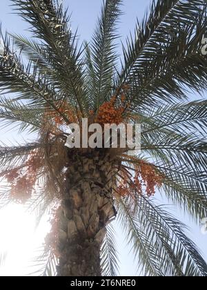 Finnischer Baum mit Früchten. Datumspalette. Hasenfrüchte. Vor dem Hintergrund des Himmels. Stockfoto