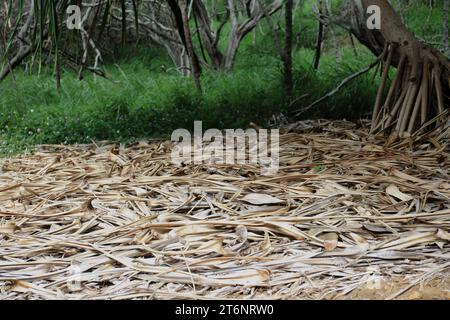 Eine Masse gefallener, getrockneter Schraubenkiefernblätter, die auf dem Boden an der Basis eines Schraubenkiefernbaums im Koko Crater Botanical Garden in Honolulu, O liegen Stockfoto