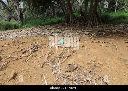 Gefallene, getrocknete Schraubenkiefernblätter liegen auf dem Boden am Fuße von 5 Schraubenkiefern im Koko Crater Botanical Garden in Honolulu, Oahu, Hawa Stockfoto