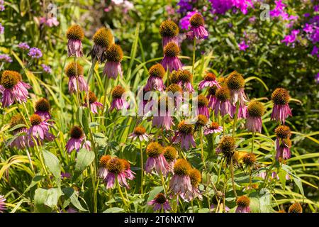 Blüten, die gemeinhin als Koneblüten (Echinacea) bezeichnet werden. Die blass purpurne Kegelblume, eine bedrohte Art in Wisconsin, ist eine einheimische Art Stockfoto