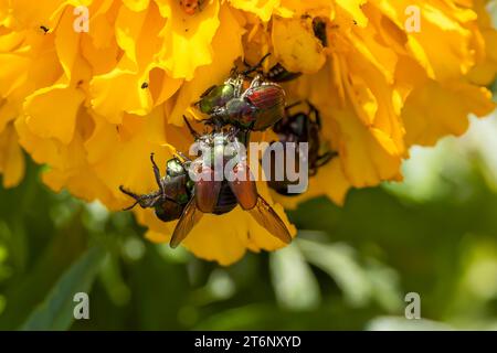 Der japanische Käfer (Popillia japonica) ist eine Art von Skarabäus Stockfoto