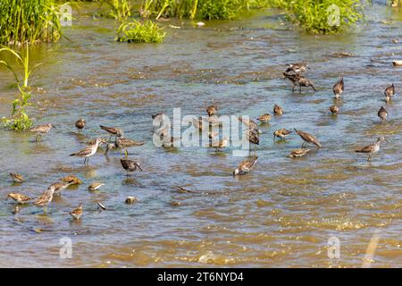 Ein Küstenvögel, der im flachen Wasser eines Flusses nach Nahrung sucht Stockfoto