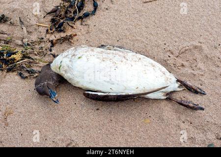 Nahaufnahme eines toten Seevögels am Strand, einer Guillemot (uria aalge), ein Opfer der Vogelgrippe, die 2023 die Ostküste Schottlands traf. Stockfoto