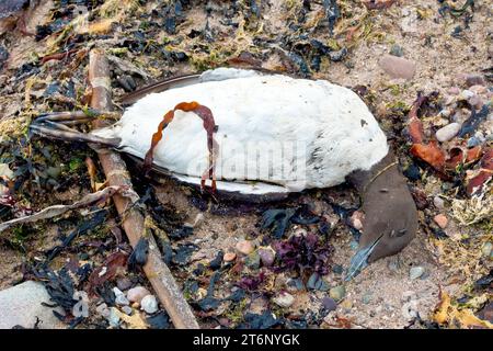 Nahaufnahme eines toten Seevögels am Strand, einer Guillemot (uria aalge), ein Opfer der Vogelgrippe, die 2023 die Ostküste Schottlands traf. Stockfoto