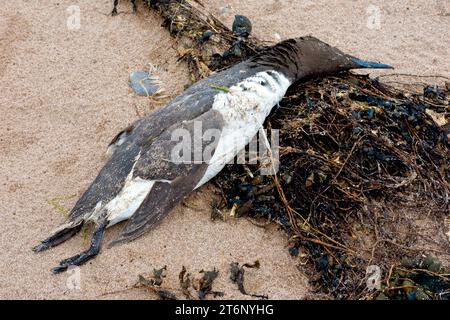 Nahaufnahme eines toten Seevögels am Strand, einer Guillemot (uria aalge), ein Opfer der Vogelgrippe, die 2023 die Ostküste Schottlands traf. Stockfoto