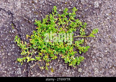 Knotengras (polygonum aviculare), Nahaufnahme eines Pflanzenexemplars, das aus einem Riss auf dem Asphalt eines gut durchgetretenen Weges wächst. Stockfoto