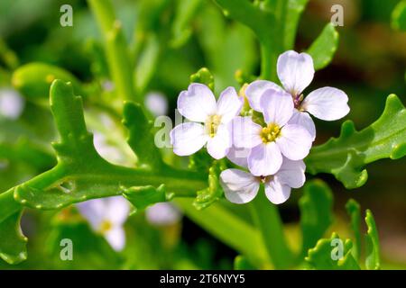 Sea Rocket (Cakile maritima), Nahaufnahme einer Gruppe rosafarbener Blumen mit den Blättern der gewöhnlichen Pflanze der Küste. Stockfoto