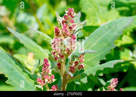 Speerblättrige Orache (atriplex prostrata) aus nächster Nähe zeigt die winzigen, unbedeutenden Blüten der Pflanze, die an den Küsten Großbritanniens wachsen. Stockfoto