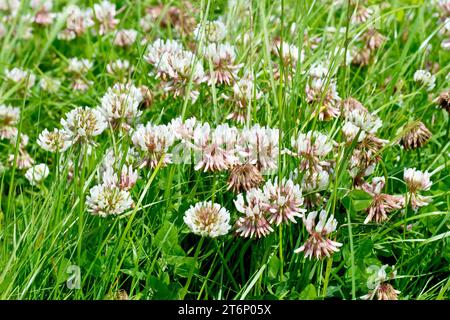 Weißer Klee (Trifolium repens), auch bekannt als niederländischer Klee, zeigt eine Masse der gewöhnlichen weißen Blüte, die auf einem Stück ungepflegtem Gras wächst. Stockfoto