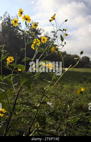 Helianthus in Blüte am Rande eines Feldes in der italienischen Landschaft Stockfoto