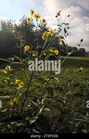 Helianthus in Blüte am Rande eines Feldes in der italienischen Landschaft Stockfoto