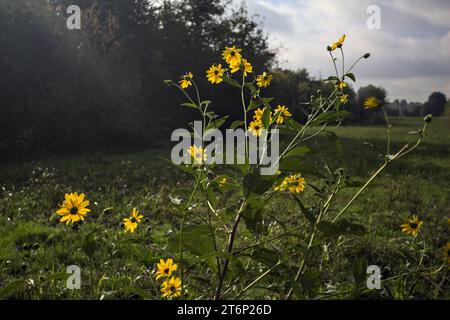 Helianthus in Blüte am Rande eines Feldes in der italienischen Landschaft Stockfoto