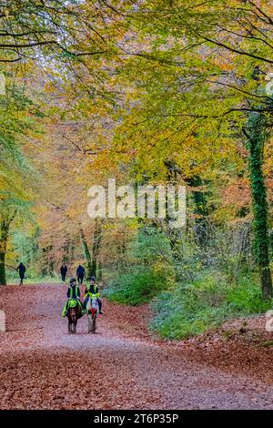 Herbstlicher Wald in Wales. Konzeptübung – Reiten. Jahreszeiten. Herbst, Herbst. Gesundheit. Übung. Lifestyle. Blätter. Reitsport Stockfoto