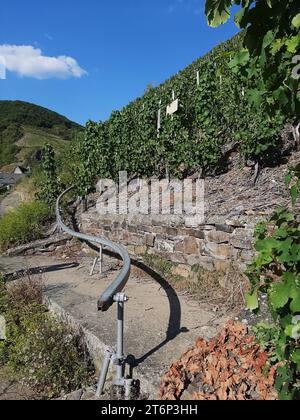 Mono-Rail-System für die Traubenernte im Tghe Moseltal, Deutschland Stockfoto