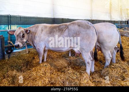Kühe der piemontesischen Rasse, geschätzte italienische Rasse namens Fassona in Scheune auf Strohbett Stockfoto