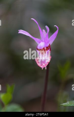 Die wilde Orchidee Calypso bulbosa blüht im East Sooke Regional Park, Vancouver Island, British Columbia, Kanada. Stockfoto