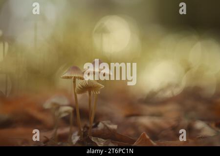 Eine Nahaufnahme kleiner, zarter Pilze, die aus einem Bett gefallener Blätter auftauchen Stockfoto