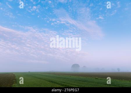 Ein nebeliger Morgen, ein grünes Feld und Bäume, die in Nebel gehüllt sind. Stockfoto