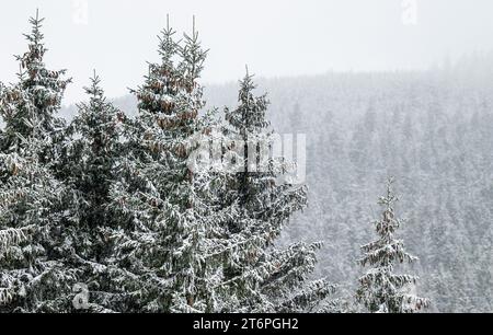 11. November 2023, Sachsen, Oberwiesenthal: Eine dünne Schneedecke bedeckt die Fichten um Oberwiesenthal. Die ersten Schneeflocken fielen morgens. Da der Boden jedoch noch warm ist, bleibt die weiße Pracht nicht lange erhalten. Foto: Kristin Schmidt/dpa-Zentralbild/dpa Stockfoto