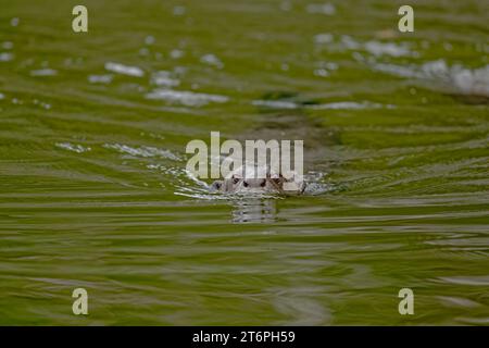 Riese Otter, Parc National del Manu, Madre de Dios, Peru Stockfoto