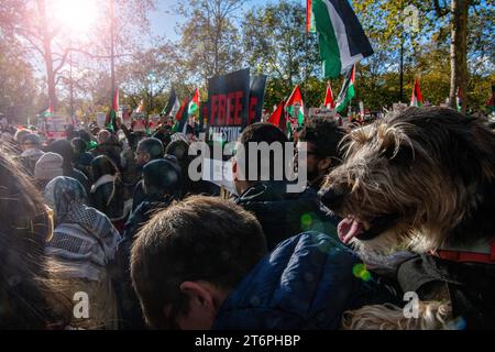 London, Großbritannien. 11. November 2023. Ein Hund und Hunderttausende Palästinenser ziehen durch London vom Hyde Park zur US-Botschaft Stockfoto