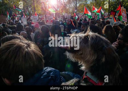 London, Großbritannien. 11. November 2023. Ein Hund und Hunderttausende Palästinenser ziehen durch London vom Hyde Park zur US-Botschaft Stockfoto