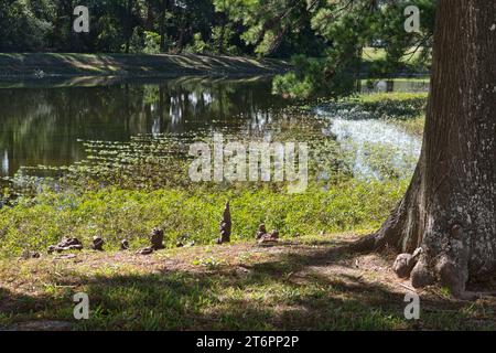 Glatzzypressen- und Kniestrukturen, die aus dem Rand eines Süßwassersees in Houston, Texas, ragen. Stockfoto