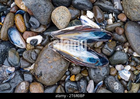 Nahaufnahme von Muscheln auf Felsen an einem Strand in Oregon, USA Stockfoto