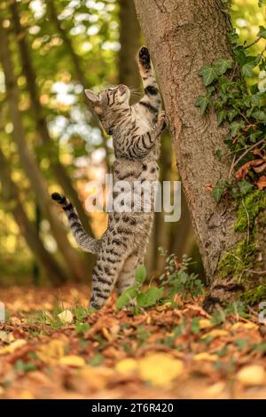 Eine gestreifte bengalische Mischkatze spielt und klettert im Herbst draußen auf einem Baum Stockfoto