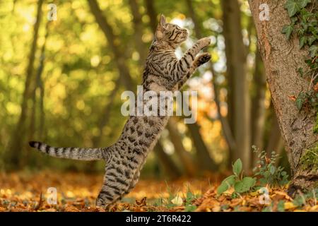 Eine gestreifte bengalische Mischkatze spielt und klettert im Herbst draußen auf einem Baum Stockfoto