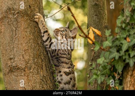 Eine gestreifte bengalische Mischkatze spielt und klettert im Herbst draußen auf einem Baum Stockfoto