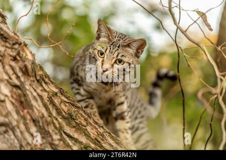 Eine gestreifte bengalische Mischkatze spielt und klettert im Herbst draußen auf einem Baum Stockfoto