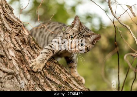 Eine gestreifte bengalische Mischkatze spielt und klettert im Herbst draußen auf einem Baum Stockfoto