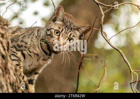 Eine gestreifte bengalische Mischkatze spielt und klettert im Herbst draußen auf einem Baum Stockfoto