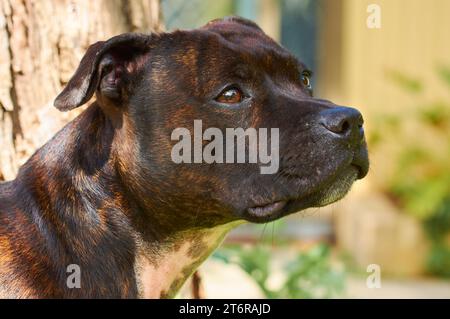 Ein Kopfporträt eines weiblichen englischen Staffordshire Bull Terrier mit Pinsel-Färbung. Stockfoto