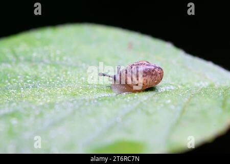 Nahaufnahme der Schnecke auf grüner Pflanze in freier Wildbahn Stockfoto