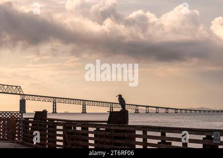 Ein blauer Reiher und die Astoria-Megler-Brücke stehen vor einem wolkigen Nachtsommer-Himmel über dem Columbia River in Astoria, Oregon. Stockfoto