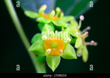 Jujube blüht in einem botanischen Garten in Nordchina Stockfoto