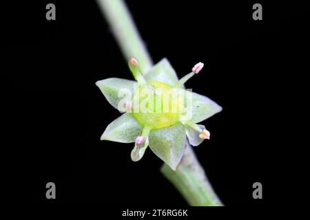 Jujube blüht in einem botanischen Garten in Nordchina Stockfoto