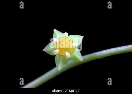 Jujube blüht in einem botanischen Garten in Nordchina Stockfoto