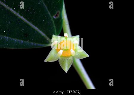 Jujube blüht in einem botanischen Garten in Nordchina Stockfoto