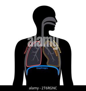 Pleuraanatomie, Illustration Stockfoto